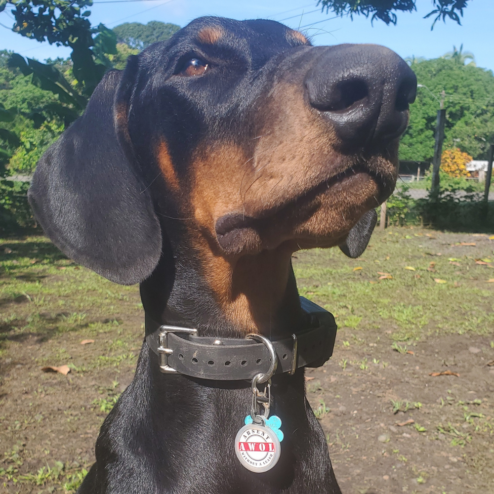 PetHub QR Pet ID Tag – AWOL (Absent Without a Leash)Smart Lost Pet Tag