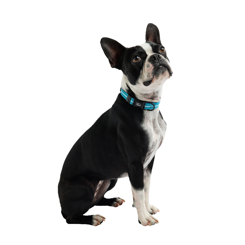 GF PET® Reflective Adjustable Dog Collar – Neon Blue, High-Visibility, Durable Nylon, Night Safety
