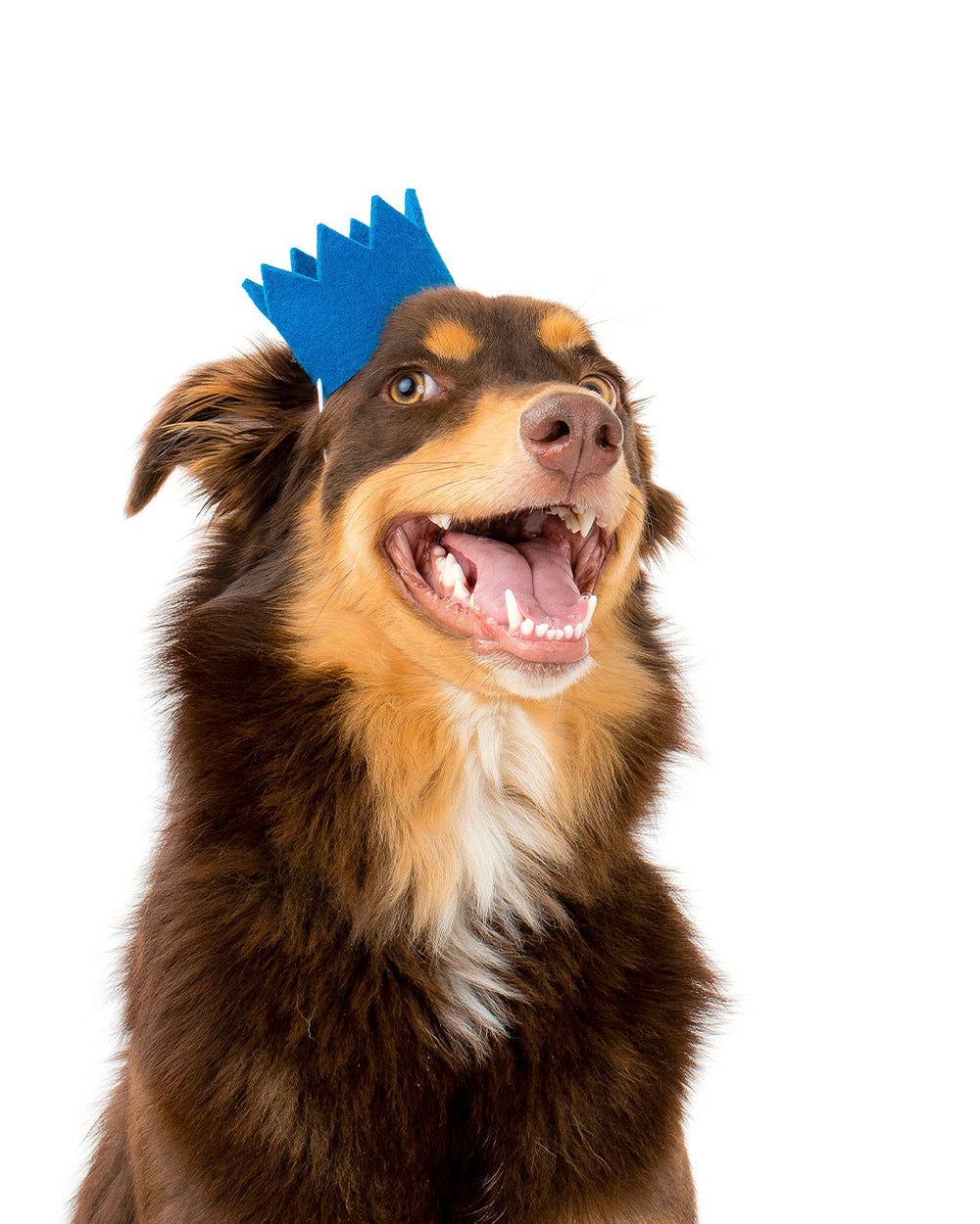 Colorful Wool Party Crowns for Pets – Adjustable & Photo-Ready