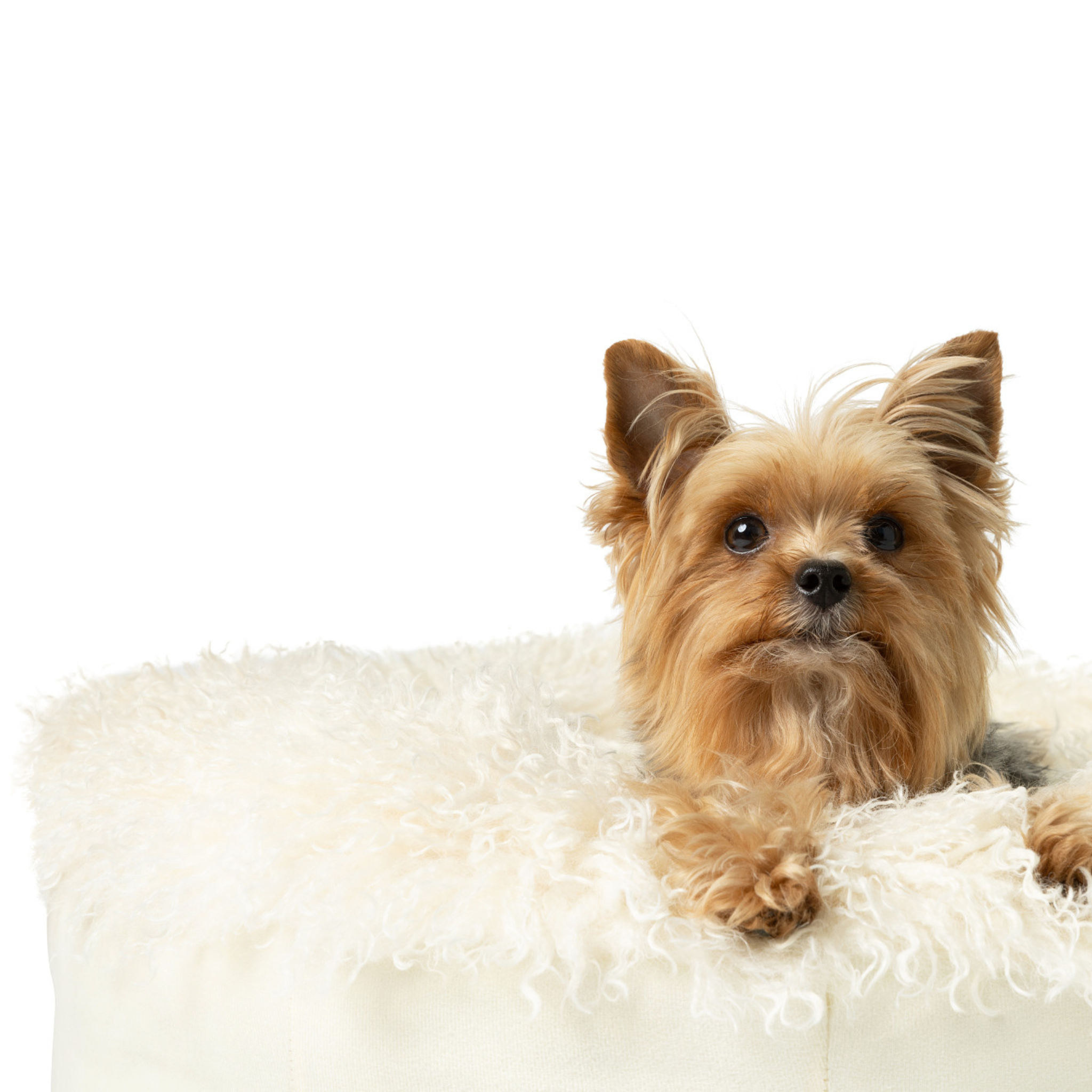 PupPouf™ Faux Fur Donut Dog Bed – Luxe Plush Orthopedic, Sheep Ivory