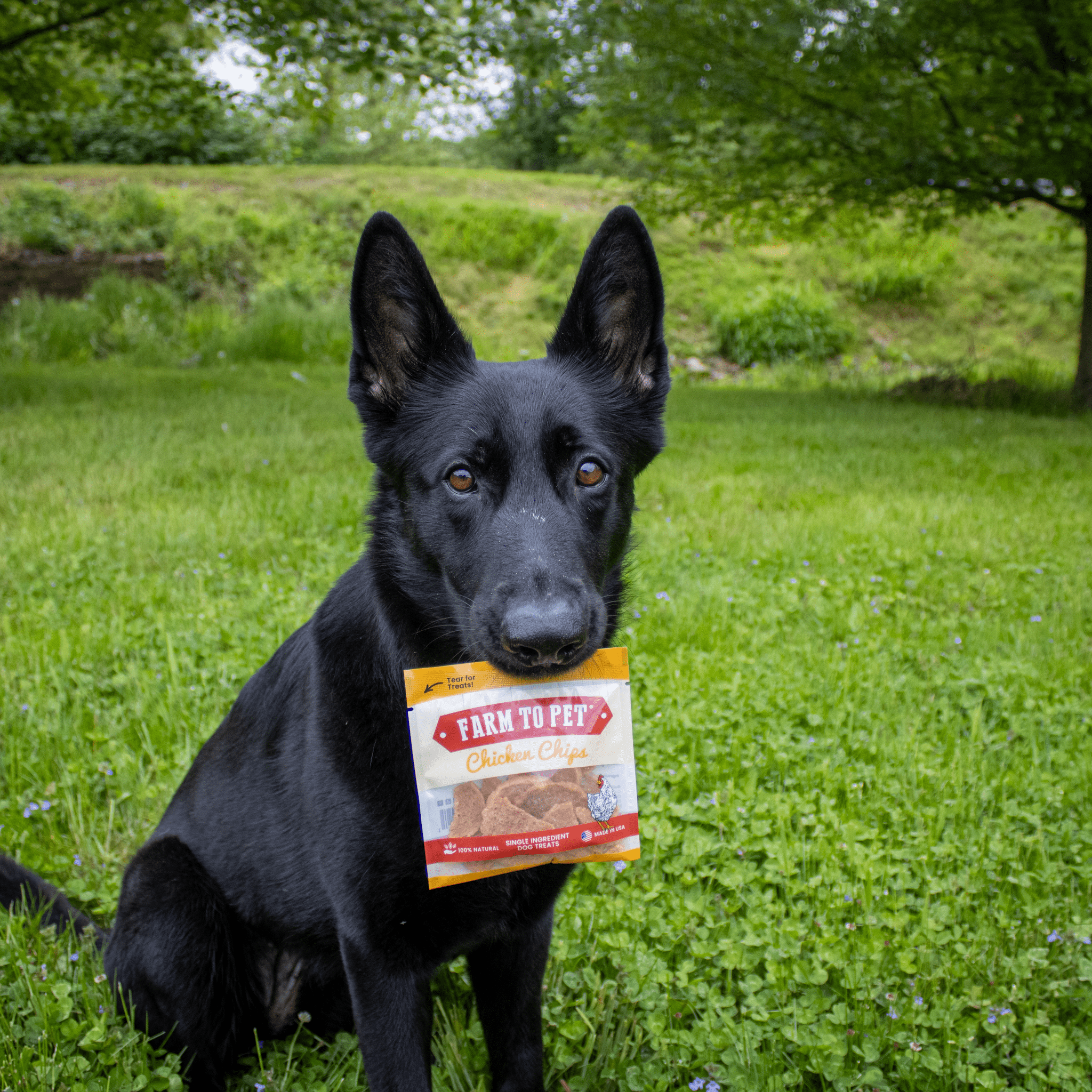 High-Protein Chicken Chip Snack Pack Bundles – All-Natural, Single-Ingredient Dog Treats