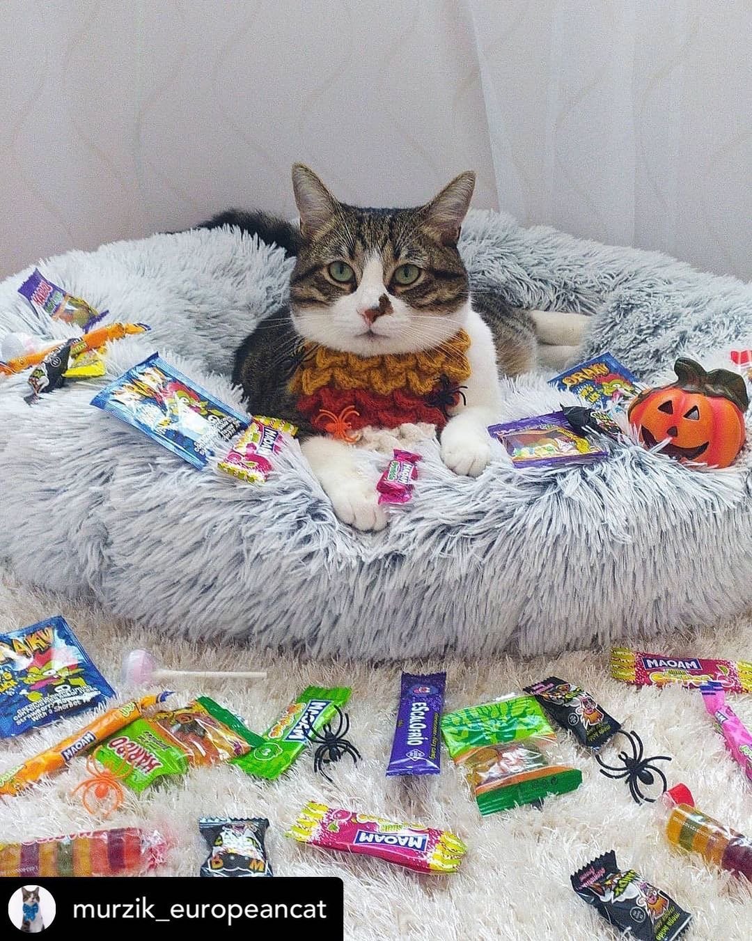 Mr. Peanut’s OrthoPlush® 23" Orthopedic Pet Bed – Luxuriously Soft, Vet-Designed Support for Dogs & Cats