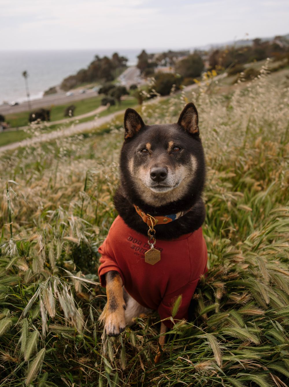 Limited Edition DCS Pullover – Renewed Maroon Oversized French Terry Sweatshirt