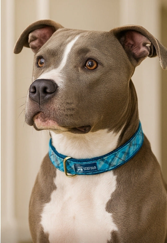 2 Hounds Design Blue Plaid Velvet Essential Dog Collar – Soft, Stylish & Durable