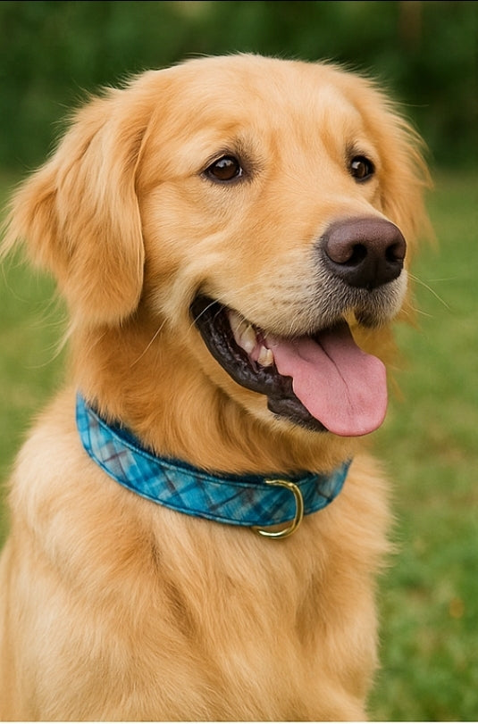 2 Hounds Design Blue Plaid Velvet Essential Dog Collar – Soft, Stylish & Durable