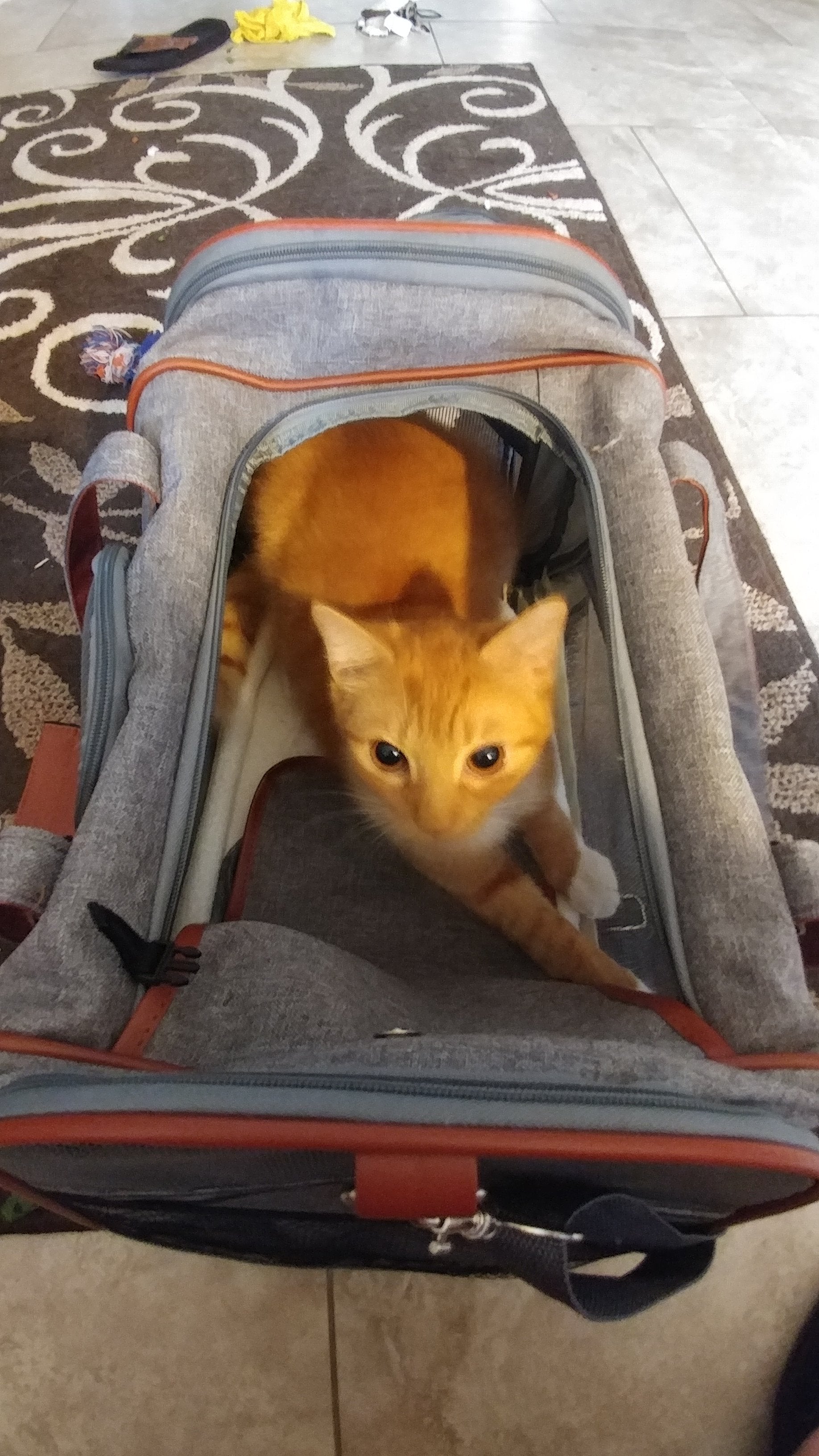 Mr. Peanut's Gold Series Airline Approved Pet Carrier – Soft-Sided Travel Tote for Cats & Small Dogs, Fits Under Airline Seats