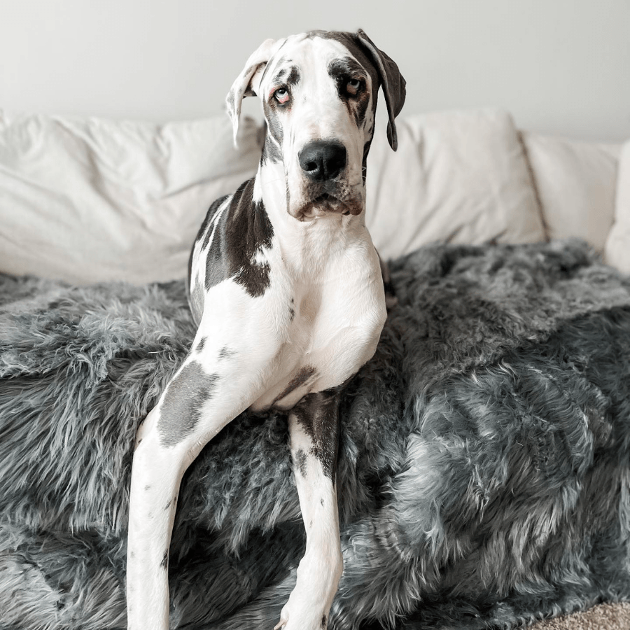 PupProtector™ Waterproof Dog Blanket – Durable, Washable, Throw Furniture Protector for Pets - Charcoal Grey