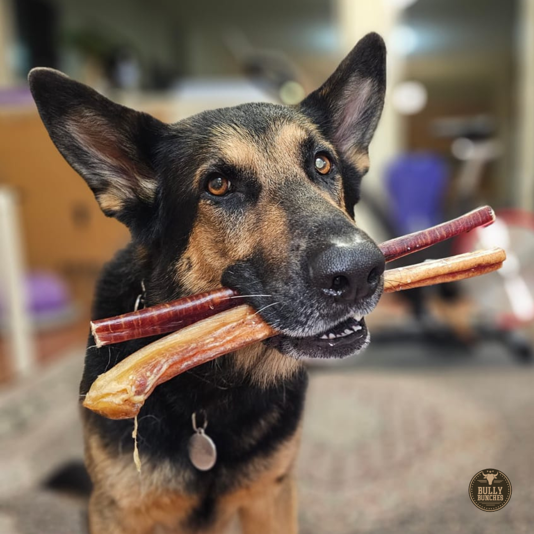 Extra Large 12" Bully Sticks for Dogs – All-Natural, Long-Lasting Chews