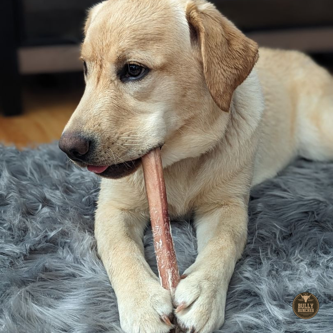 Extra Large 12" Bully Sticks for Dogs – All-Natural, Long-Lasting Chews