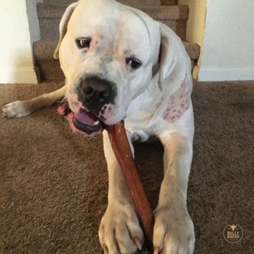 12-Inch Monster Bully Stick for Aggressive Chewers – All-Natural, Long-Lasting Dog Chew