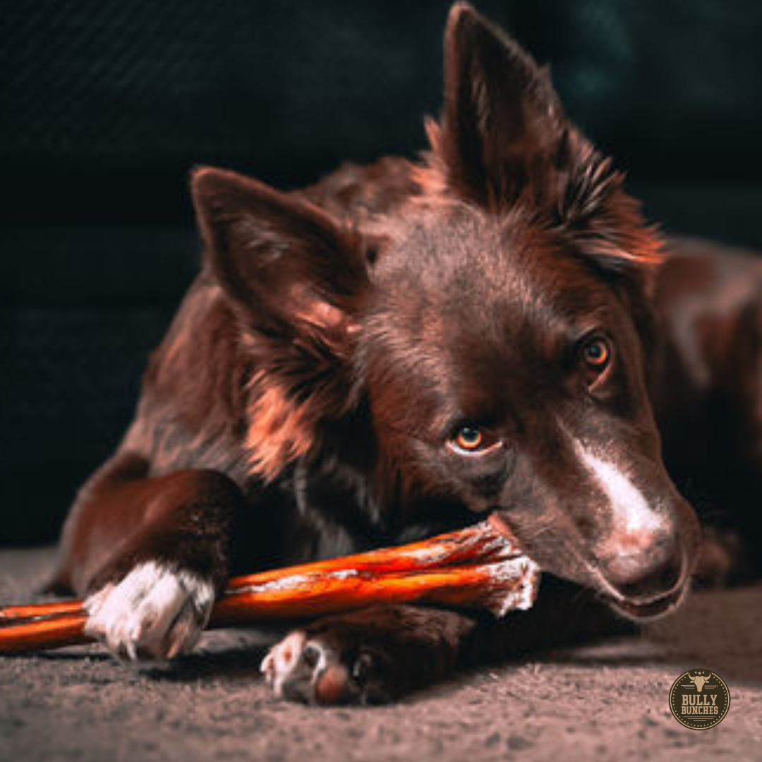 12-Inch Monster Bully Stick for Aggressive Chewers – All-Natural, Long-Lasting Dog Chew