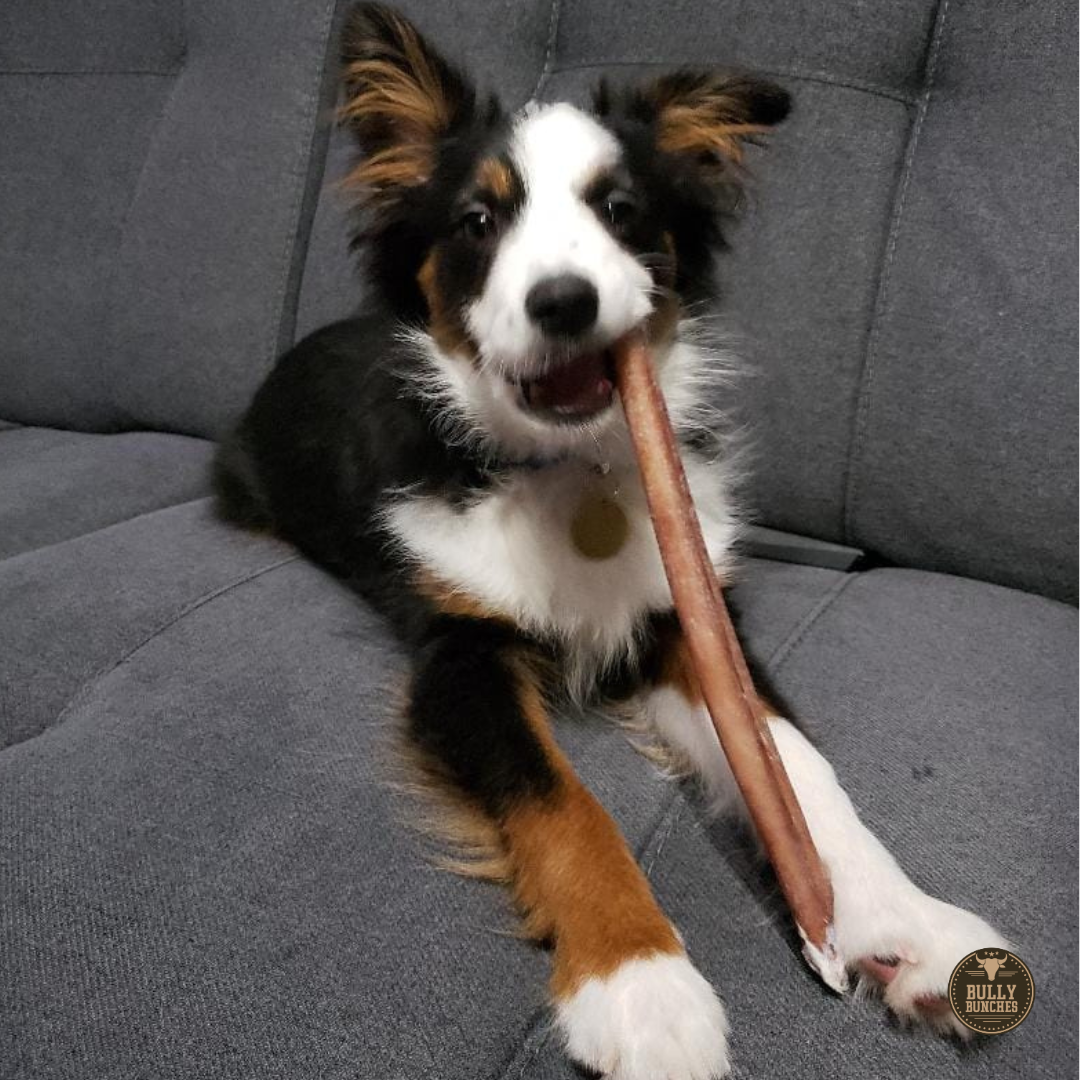 12-Inch Bully Sticks for Dogs – All-Natural, Long-Lasting Chews for Dental Health