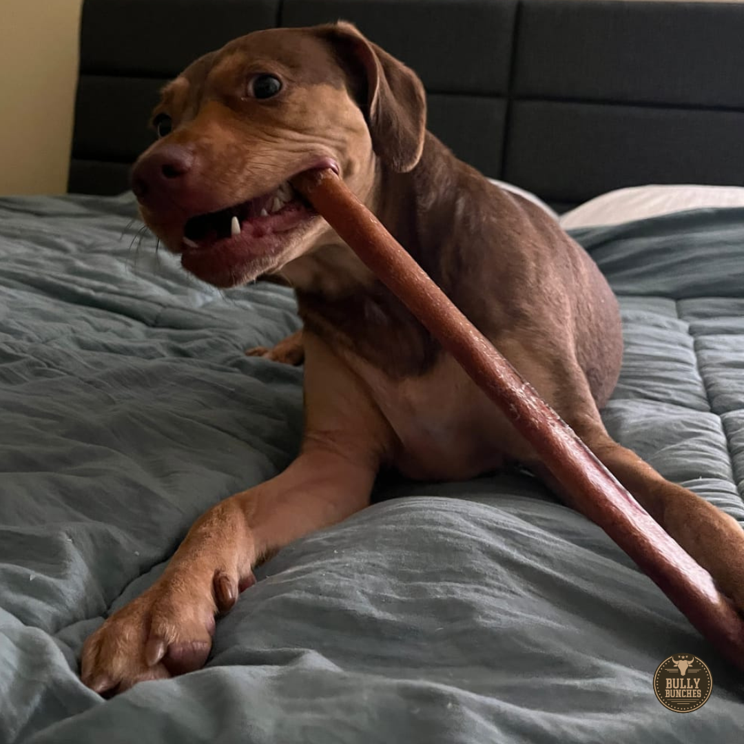 12-Inch Thick Bully Stick – All-Natural, Long-Lasting Dog Chew