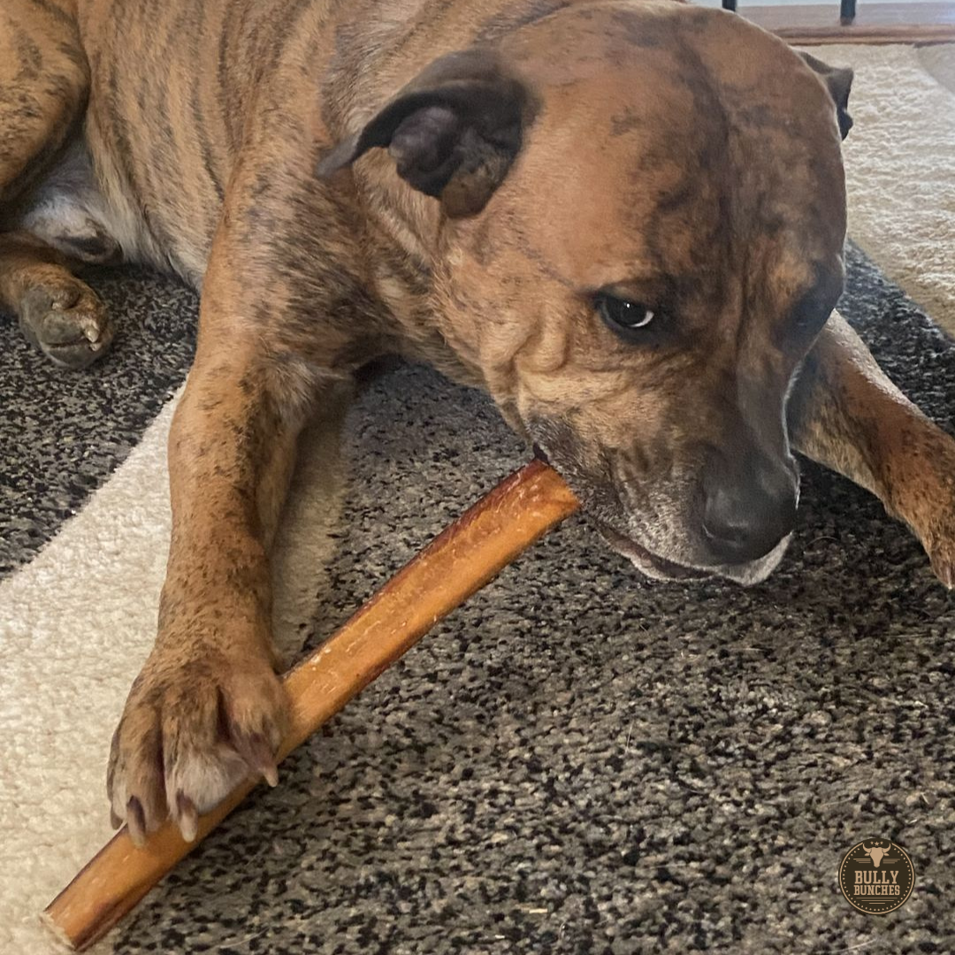 12-Inch Thick Bully Stick – All-Natural, Long-Lasting Dog Chew