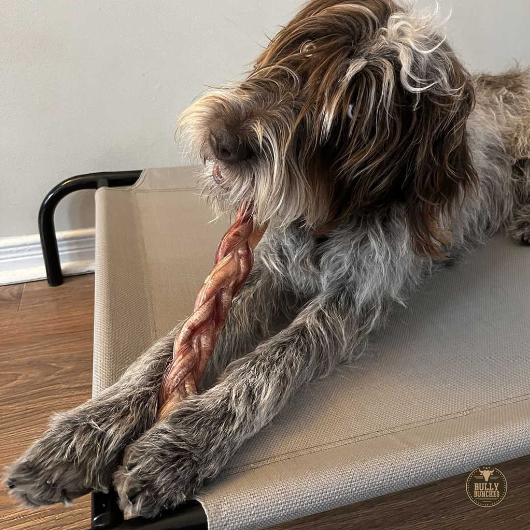 Bully Bunches 12” Jumbo Braided Bully Sticks | All-Natural, 100% Beef, Rawhide-Free Long-Lasting Chews for Large Dogs