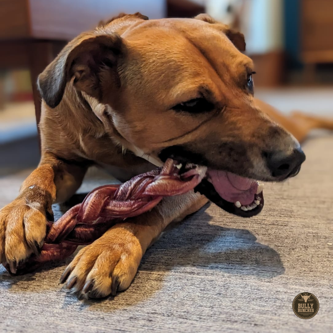 12-Inch Monster Braided Bully Stick – Jumbo, Long-Lasting Chew for Power Chewers