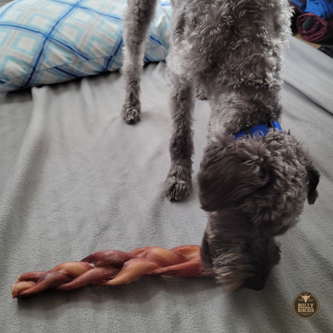 12-Inch Monster Braided Bully Stick – Jumbo, Long-Lasting Chew for Power Chewers