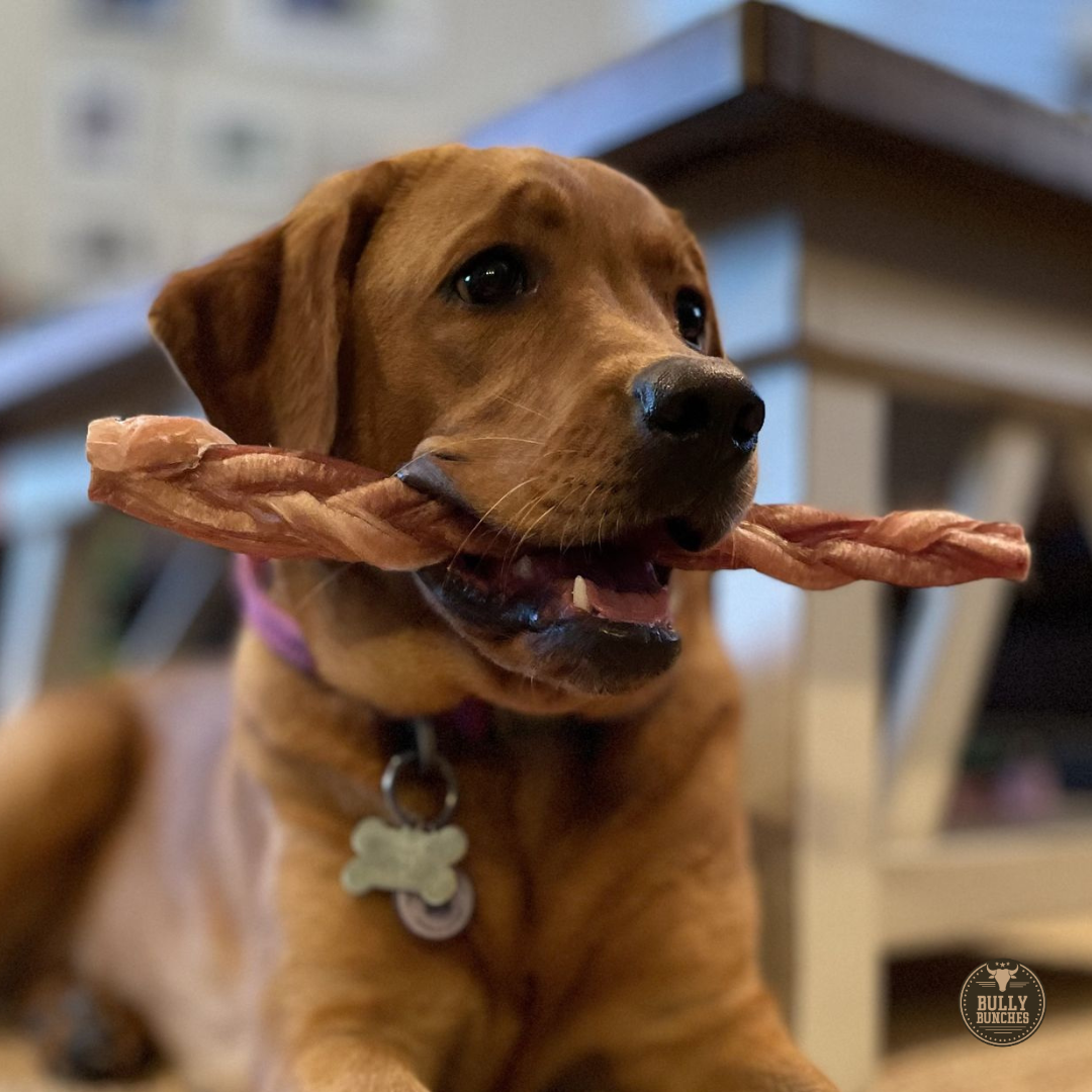 12" Thick Braided Bully Stick – Long-Lasting Dog Chew