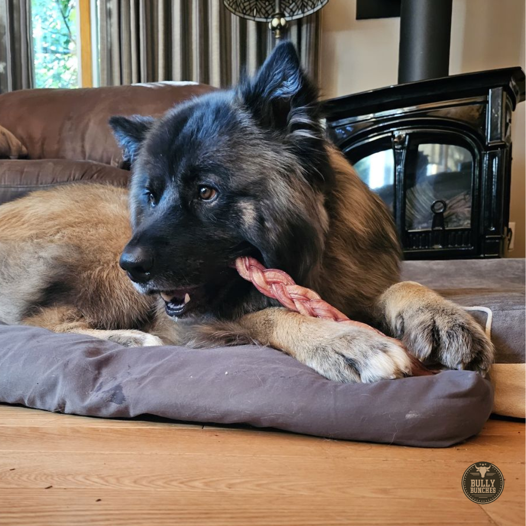 12" Thick Braided Bully Stick – Long-Lasting Dog Chew