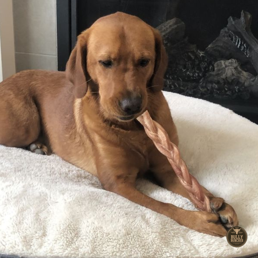 12" Thick Braided Bully Stick – Long-Lasting Dog Chew