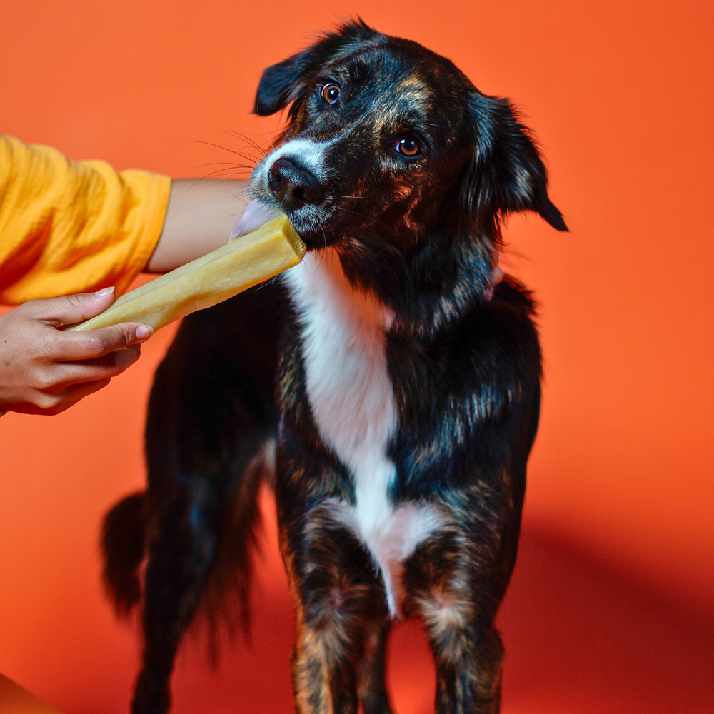 Yak9 Pumpkin Yay Yak Cheese Dog Chew – Long-Lasting Himalayan Yak Milk Chew with Organic Pumpkin