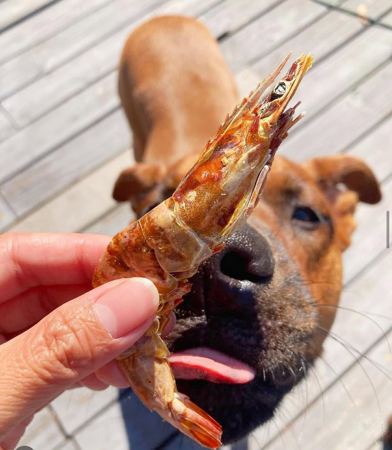 Shell-On Shrimp Dog & Cat Treats – Single-Ingredient Dehydrated Shrimp