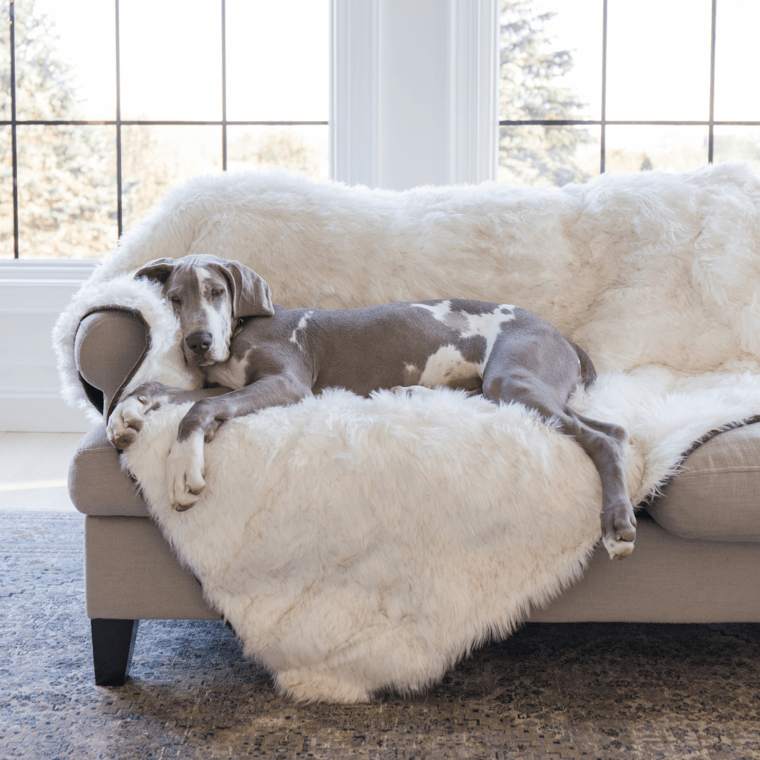 PupProtector™ Waterproof Dog Blanket – Durable, Washable, Throw Furniture Protector for Pets - White with Brown Accents