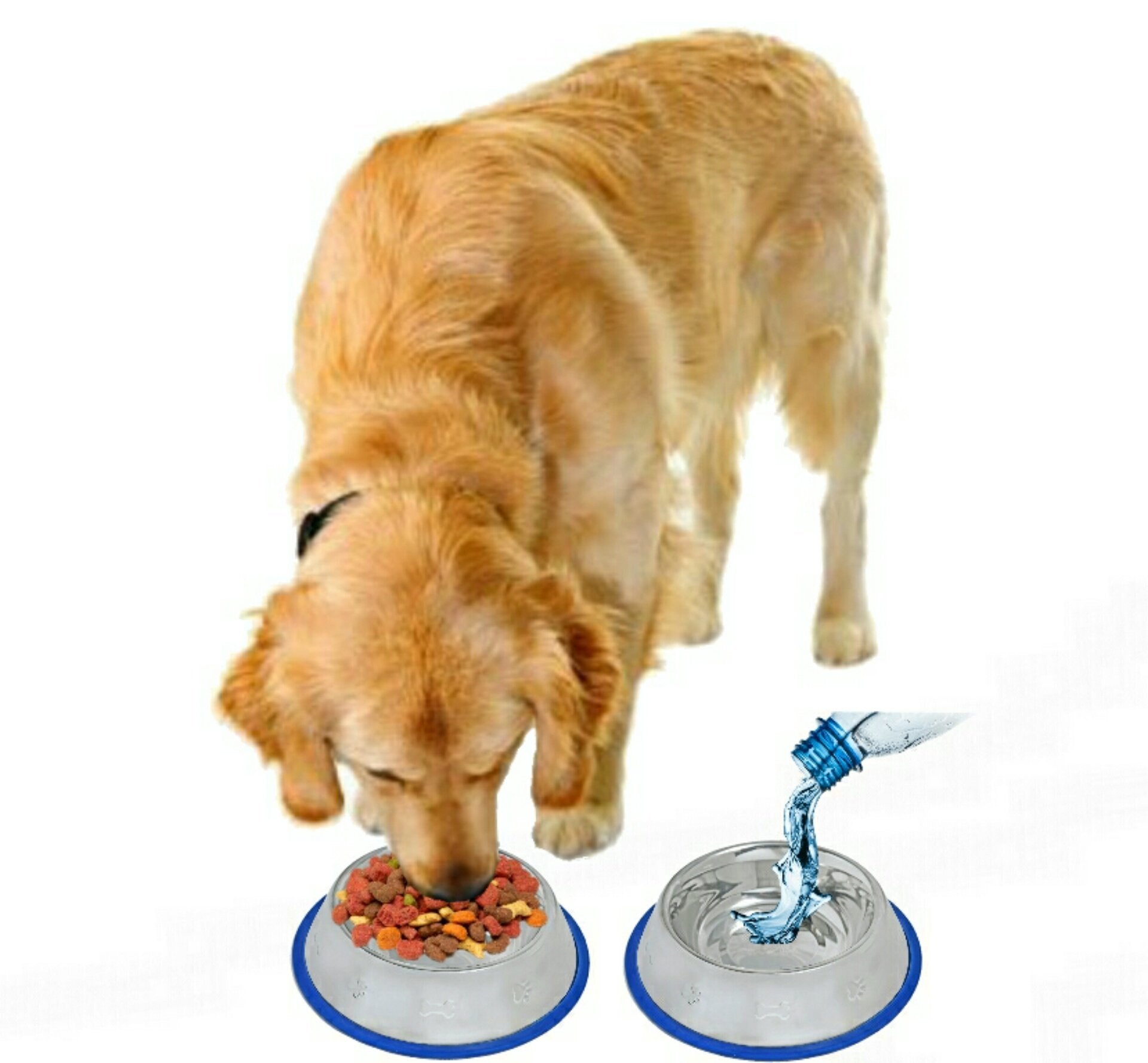 2-in-1 Stainless Steel Dog Bowls with Non-Skid Silicone Base – Rust-Resistant, Easy to Clean & Bacteria-Resistant Pet Feeding Set