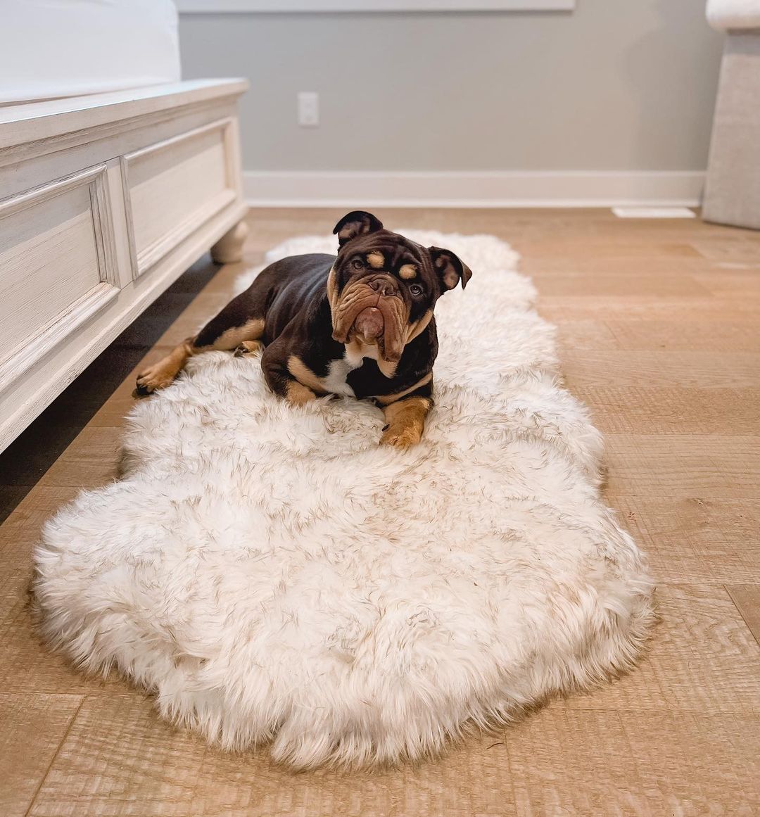 PupRug™ Runner Faux Fur Memory Foam Washable Luxury Pet Bed - White Curve Design with Brown Accents
