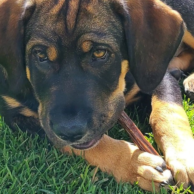 6 Inch Beef Jerky Sticks for Dogs – Soft, Single-Ingredient Chews with Joint Support