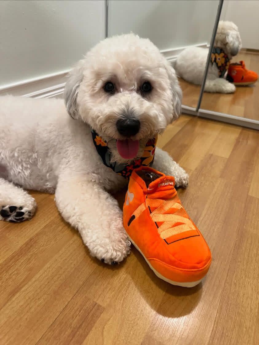 PAWTY Sneakers Dog Toy – Plush Squeaky Shoe Toy for Dogs Who Love to Chew & Fetch