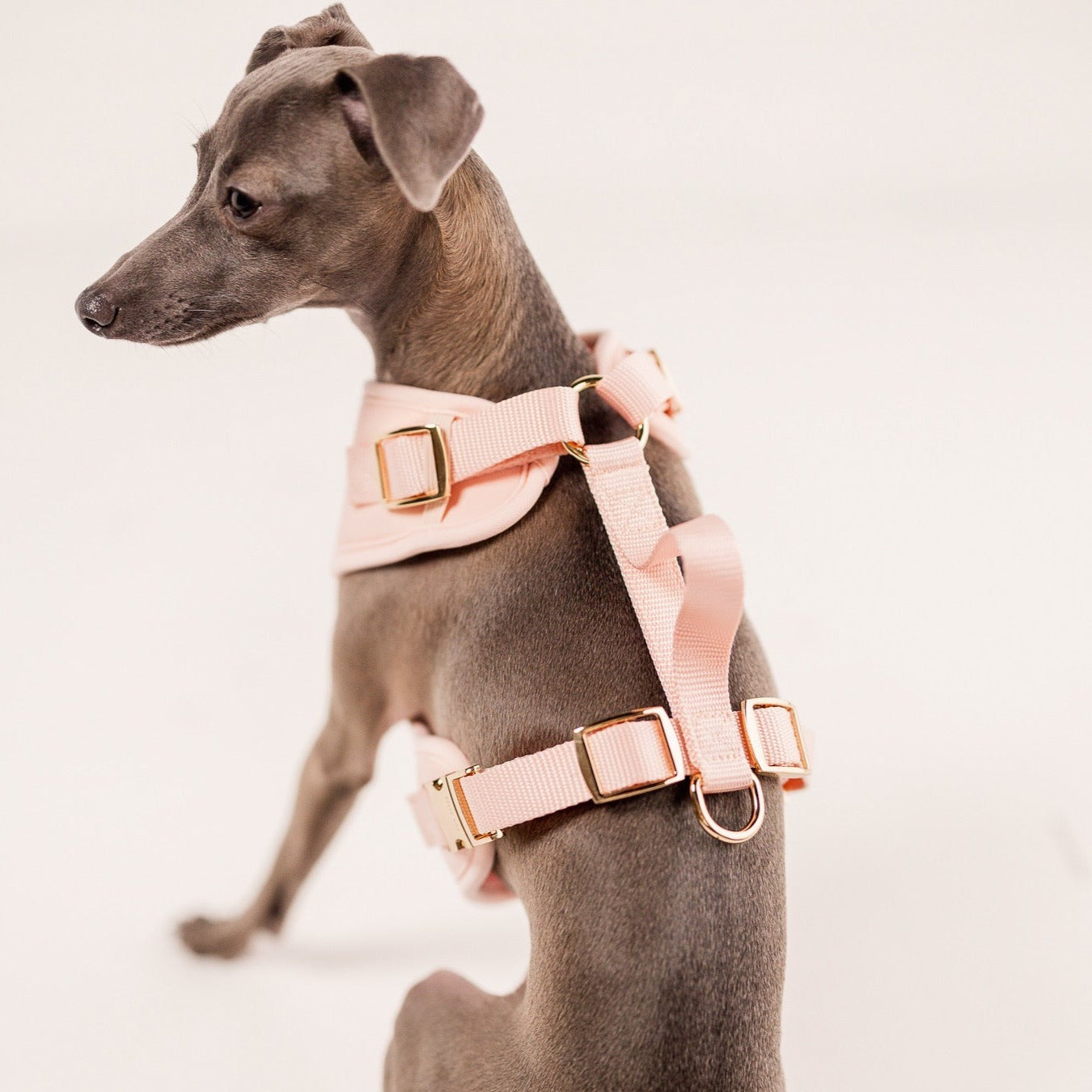 Elise Dog Harness – Adjustable, No-Pull, Comfortable & Durable for Small, Medium, and Large Dogs - Pink