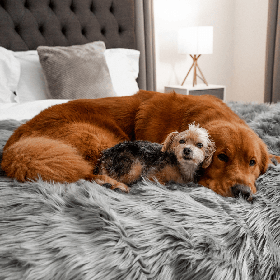 PupProtector™ Waterproof Dog Blanket – Durable, Washable, Throw Furniture Protector for Pets - Charcoal Grey