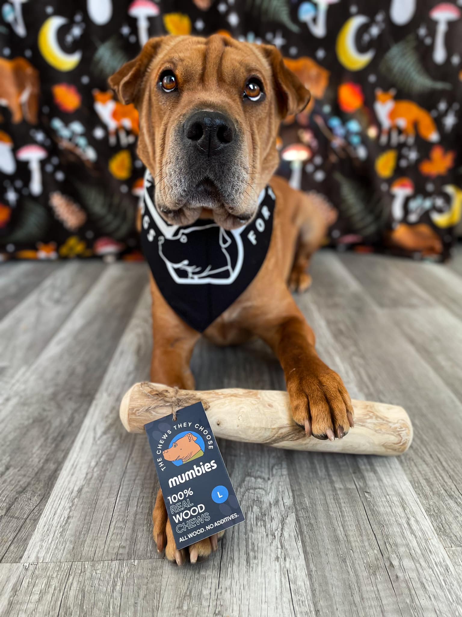 Mumbies Coffee Tree Wood Chew – Safe, Splinter-Resistant Natural Dog Chew