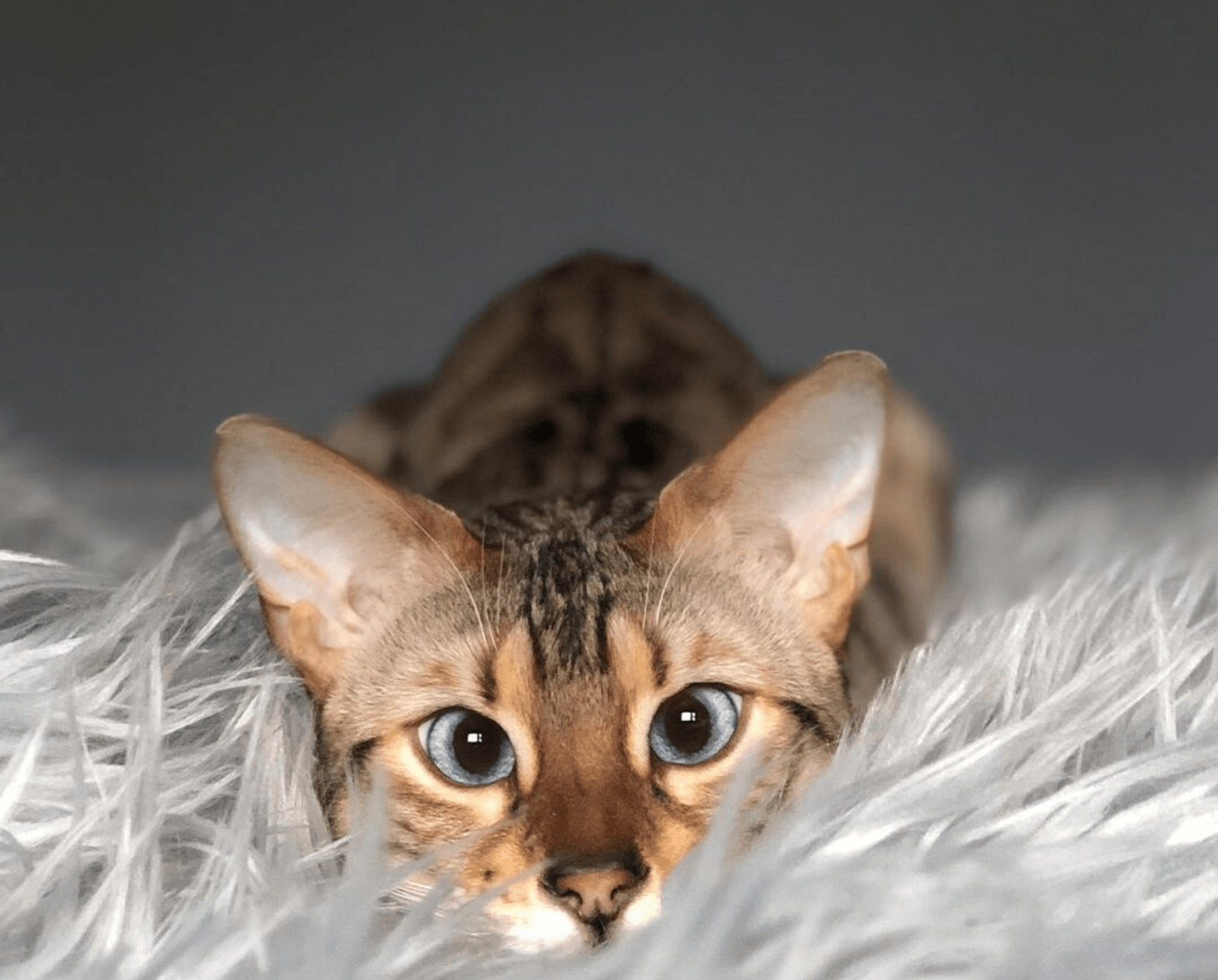 CatNap™ Anti-Scratch & Waterproof Throw Blanket – Furniture Protector for Cats