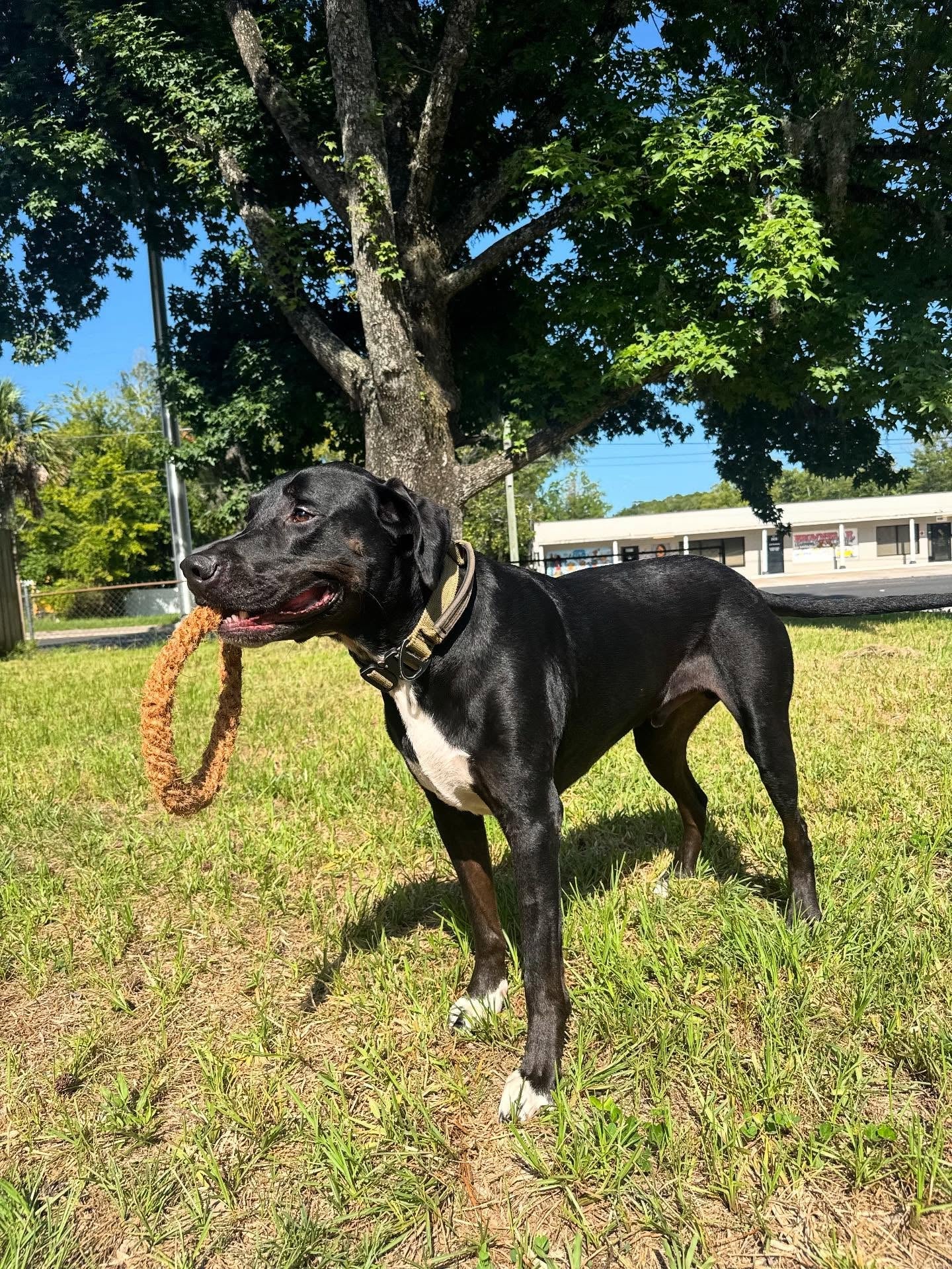 Mumbies Natural Coconut Rope Ring for Dogs – Eco-Friendly Tug, Fetch & Chew Toy for Light to Moderate Chewers