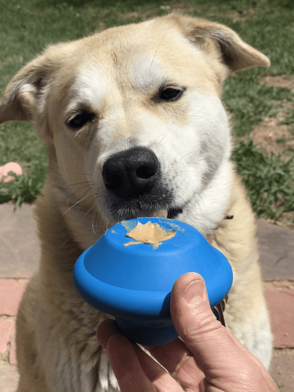 Flying Saucer Dog Chew Toy & Treat Dispenser – Durable, Interactive, Slow Feeder for Power Chewers (Made in USA)