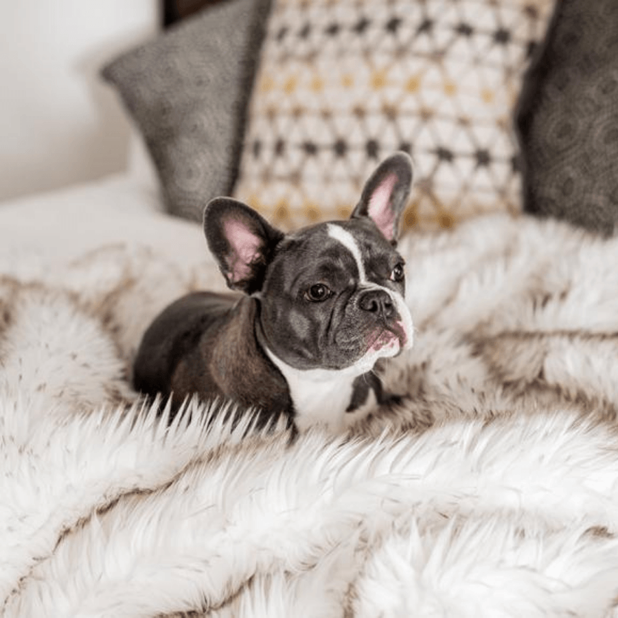 PupProtector™ Waterproof Dog Blanket – Durable, Washable, Throw Furniture Protector for Pets - White with Brown Accents