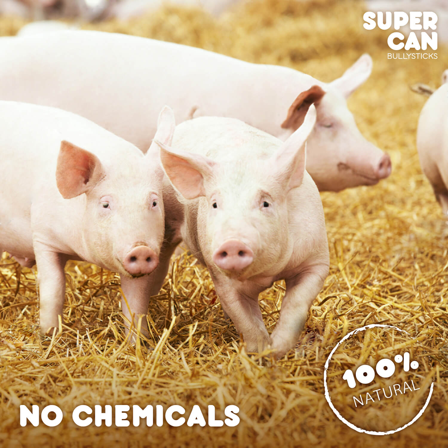 All-Natural Pig Ear Slivers | High-Protein, Fully Digestible Pork Dog Chews (1 Ibs Bags)