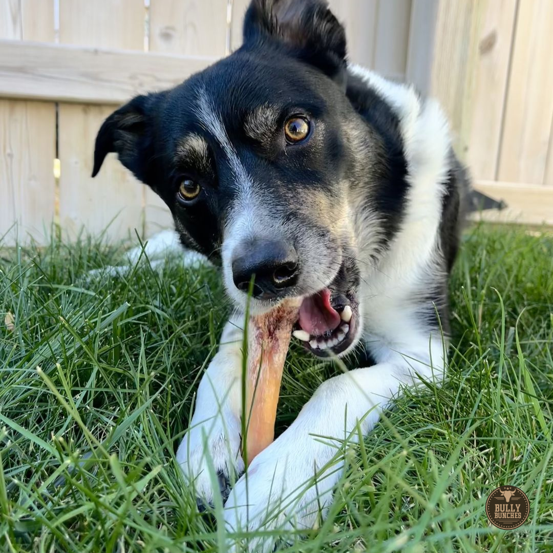 6-Inch Monster Bully Sticks – Extra Thick Natural Dog Chews for Power Chewers