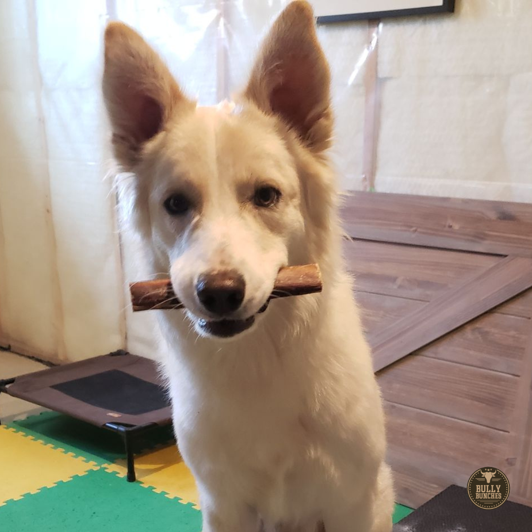6-Inch Monster Bully Sticks – Extra Thick Natural Dog Chews for Power Chewers