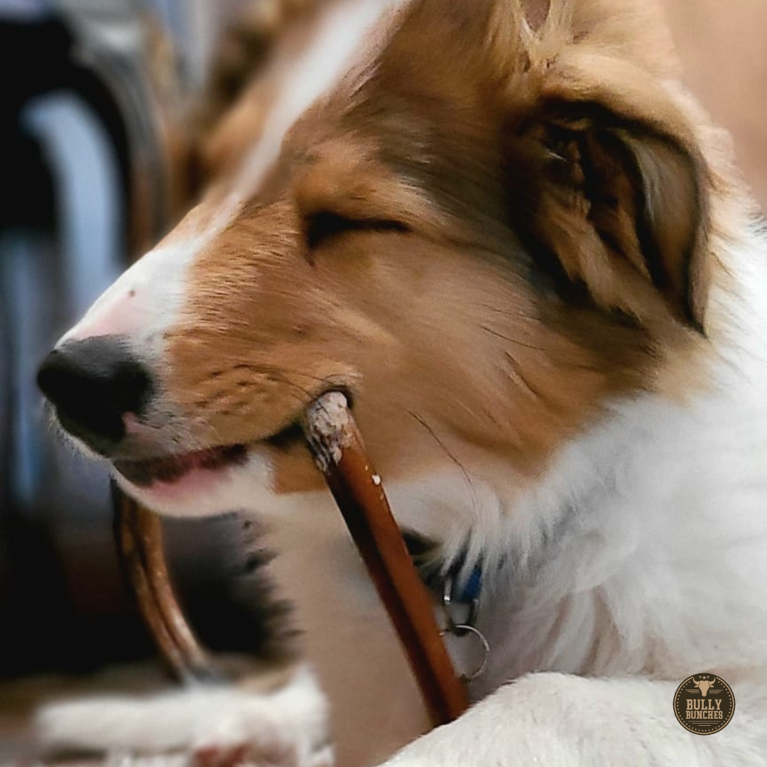 6-Inch Standard Bully Sticks – Natural Beef Dog Chews for Small & Medium Dogs