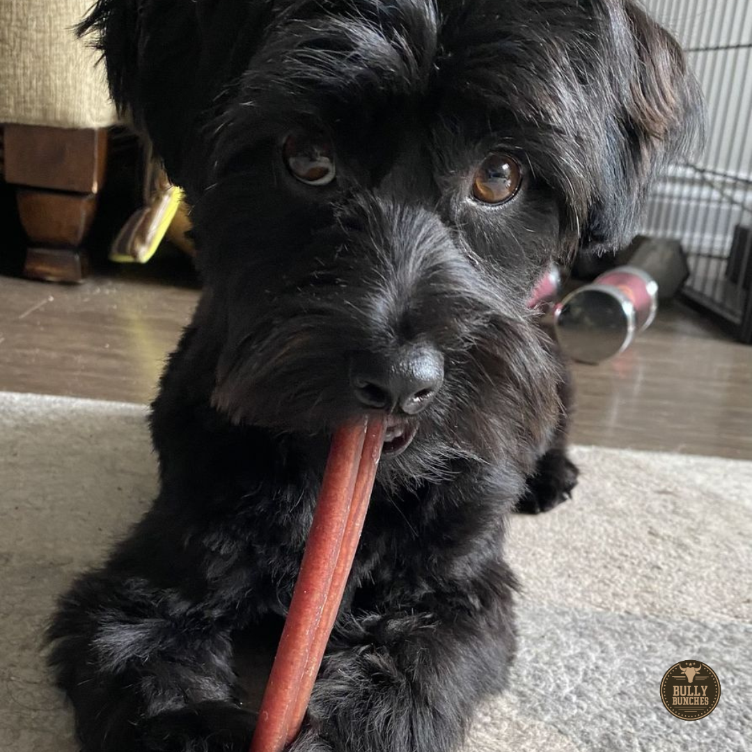 6-Inch Standard Bully Sticks – Natural Beef Dog Chews for Small & Medium Dogs