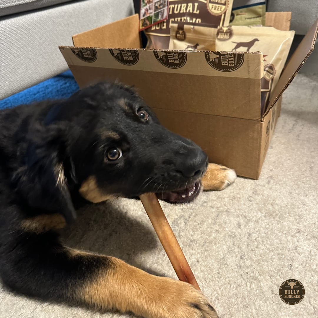 6-Inch Thick Bully Sticks – Premium All-Natural Beef Dog Chews