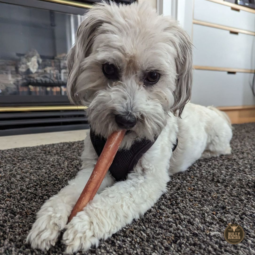 6-Inch Thick Bully Sticks – Premium All-Natural Beef Dog Chews
