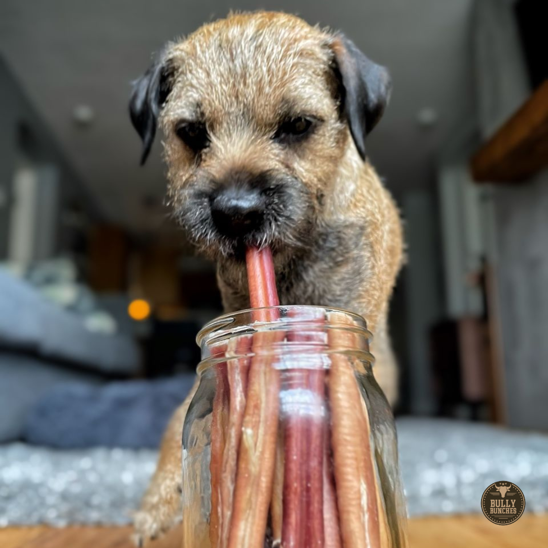 6-Inch Thick Bully Sticks – Premium All-Natural Beef Dog Chews