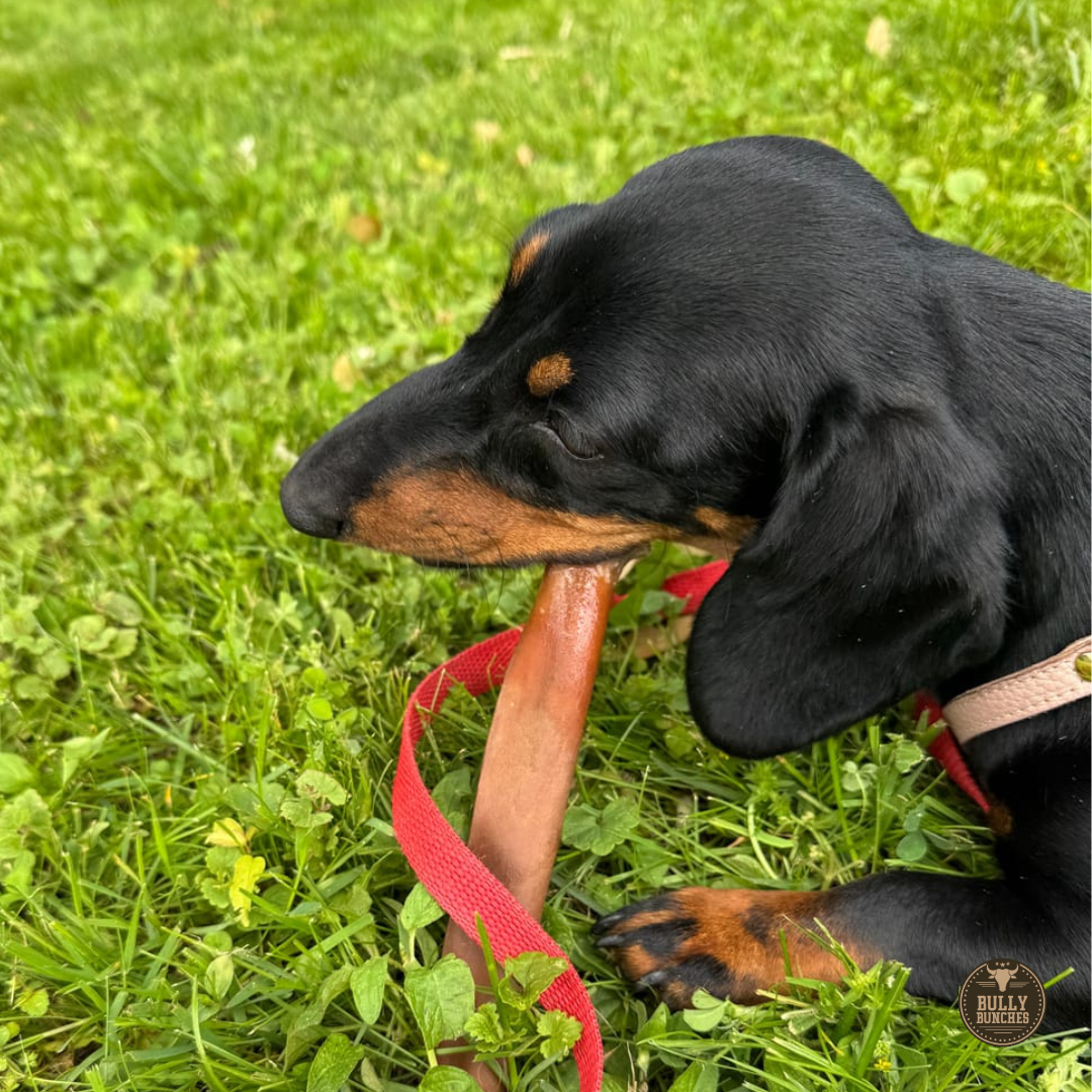 5–6 Inch Beef Collagen Sticks for Dogs – Rawhide-Free, Single-Ingredient, Long-Lasting Natural Chews