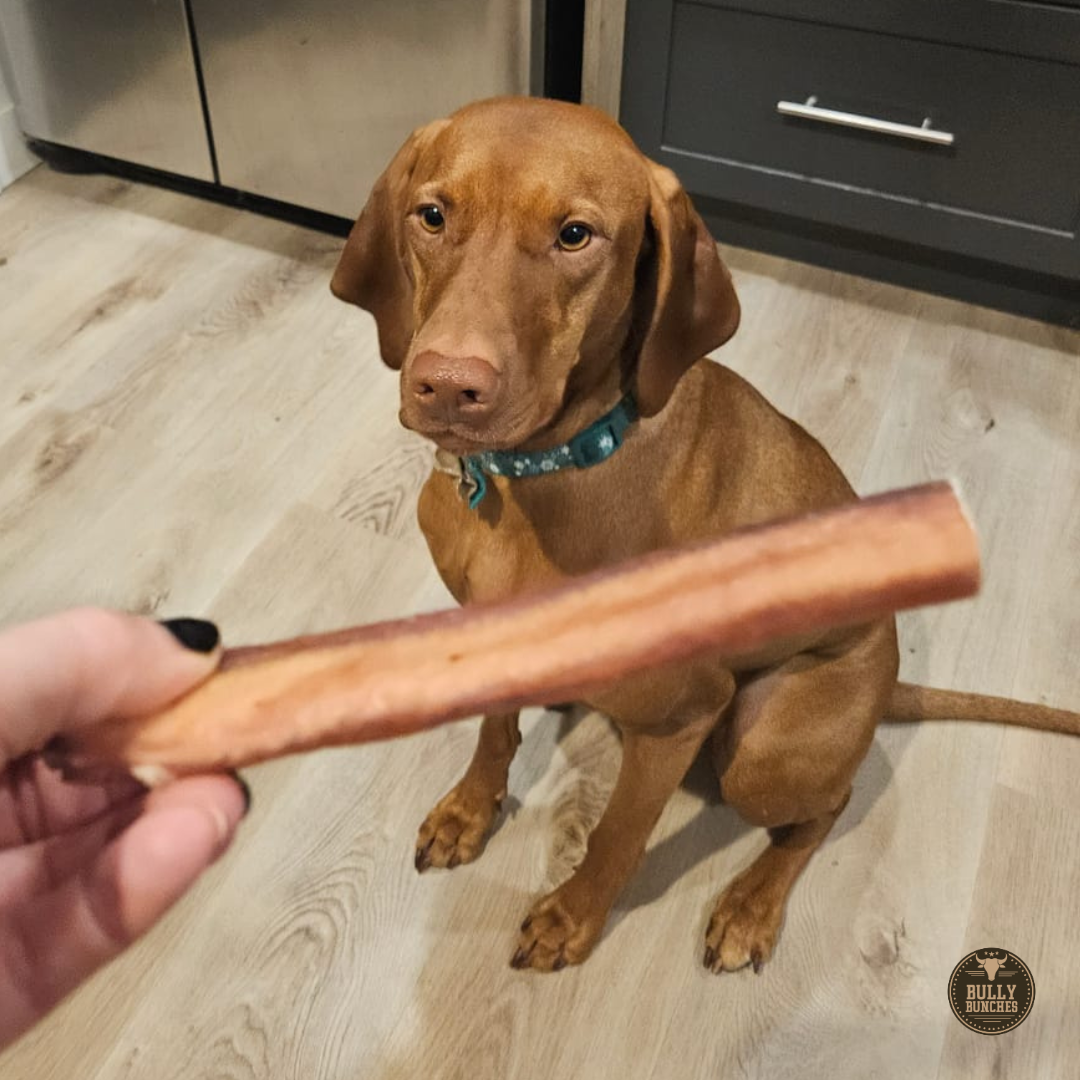 6 Inch Jumbo Bully Stick – All-Natural, Single-Ingredient Beef Dog Chew