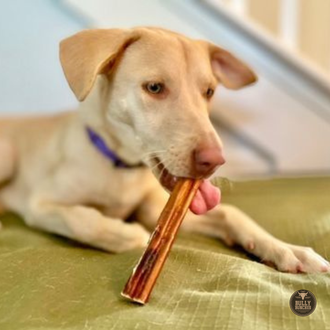 6 Inch Jumbo Bully Stick – All-Natural, Single-Ingredient Beef Dog Chew