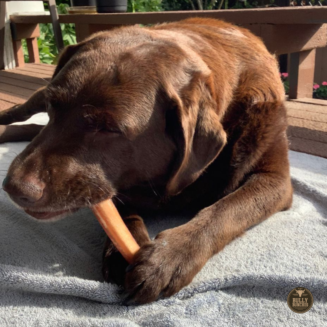 6 Inch Jumbo Bully Stick – All-Natural, Single-Ingredient Beef Dog Chew